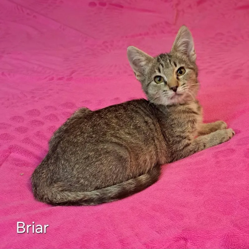 Briar thumbnail 3