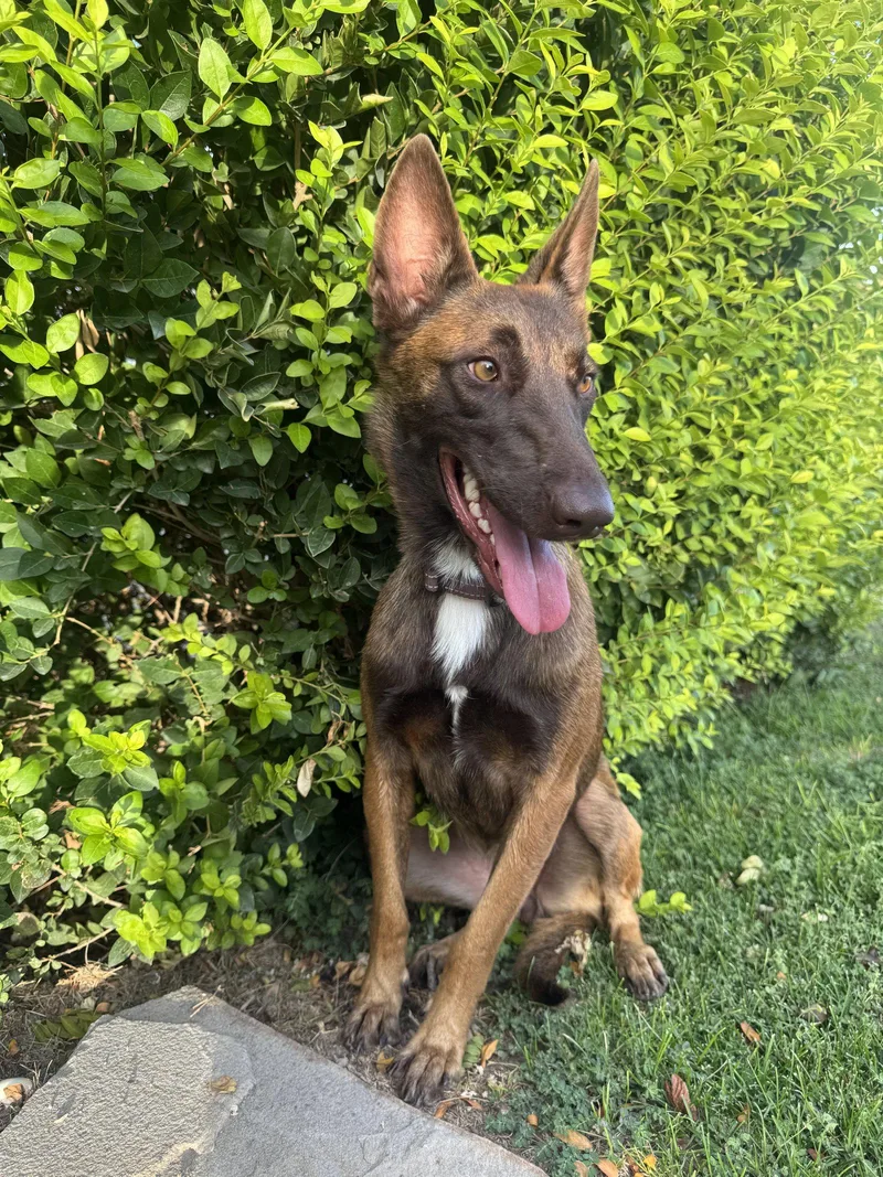 A young medium-sized female Belgian Shepherd / Malinois dog named Estreya for adoption in Salt Lake City, UT