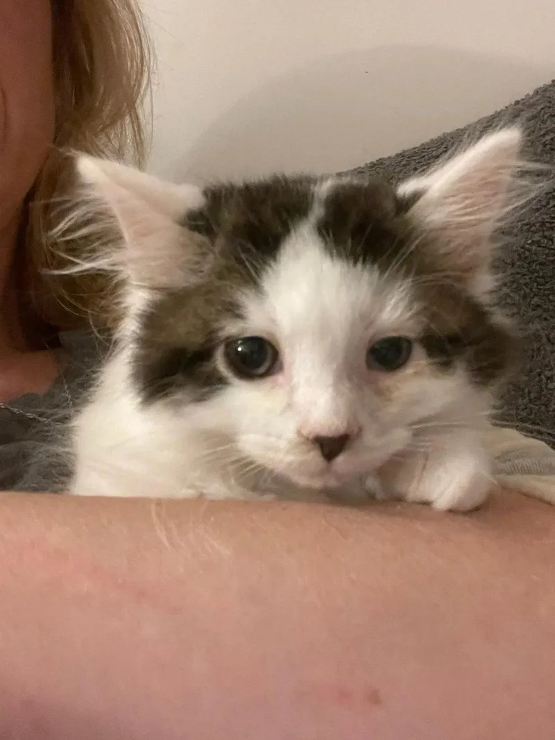 A baby small-sized male White Domestic Long Hair cat named Mochi for adoption in Davison, MI