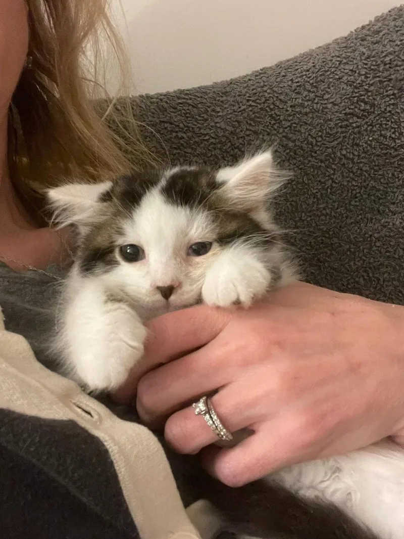 Mochi thumbnail 3