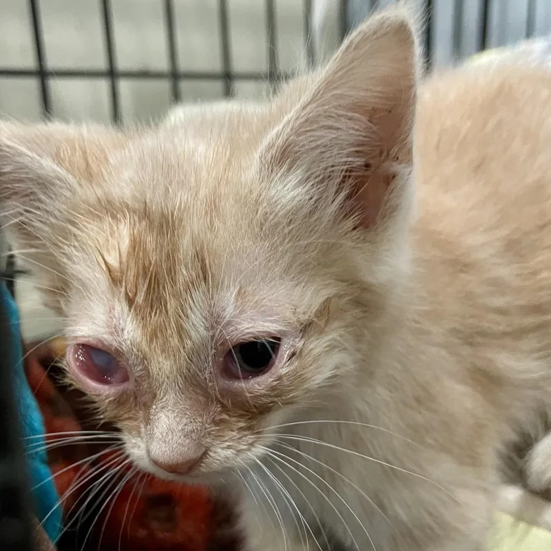 A baby small-sized female Buff / Tan / Fawn Domestic Short Hair cat named Shooting Star for adoption in Fairmont, WV