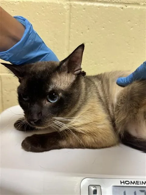 A young medium-sized male Domestic Short Hair cat named A for adoption in Sacramento, CA