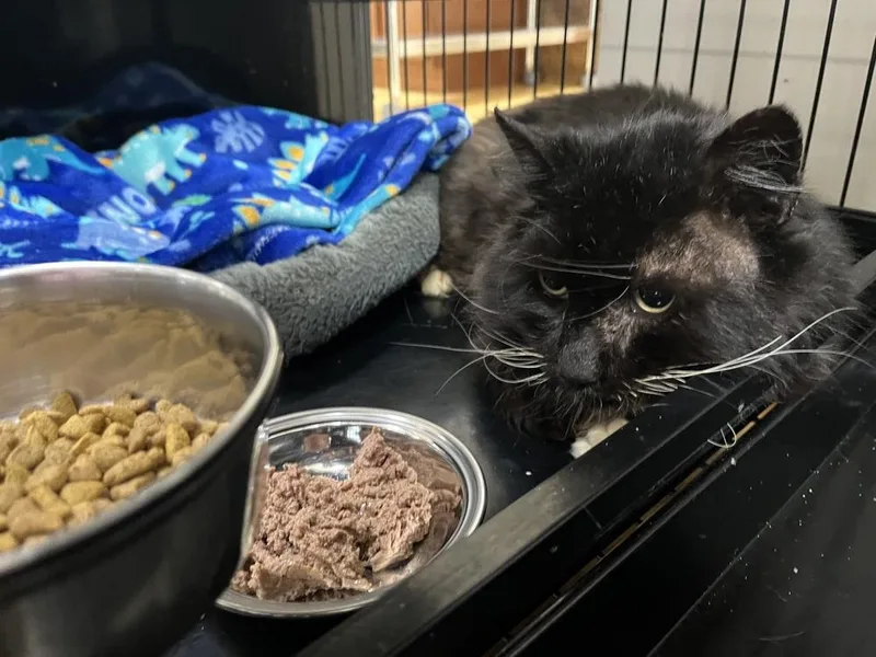 A senior large-sized male Black & White / Tuxedo Domestic Medium Hair cat named Sr Charlie for adoption in Southbury, CT