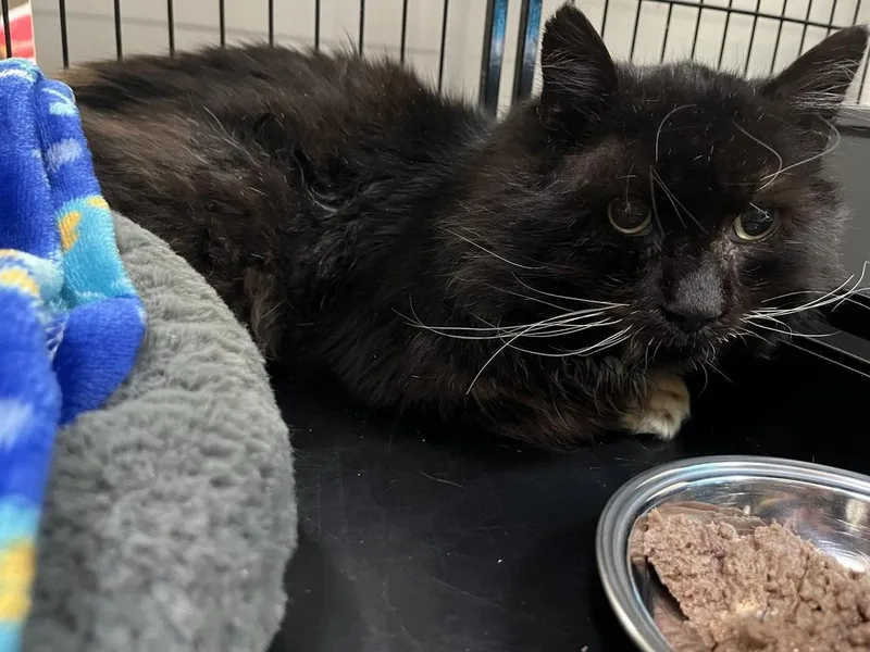 Sr Charlie thumbnail 2