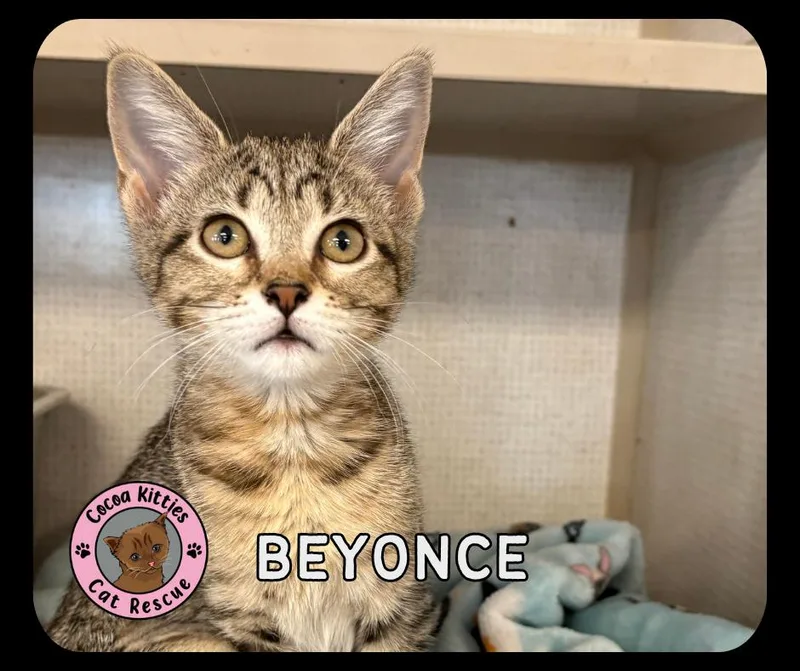 A baby small-sized female Domestic Short Hair cat named Beyonce for adoption in Hershey, PA