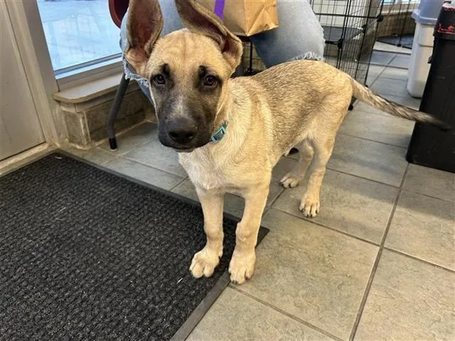 A baby small-sized male German Shepherd Dog dog named Charlie for adoption in San Antonio, TX