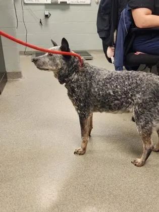 An adult medium-sized female Australian Cattle Dog / Blue Heeler dog named Heeler for adoption in Fallston, MD