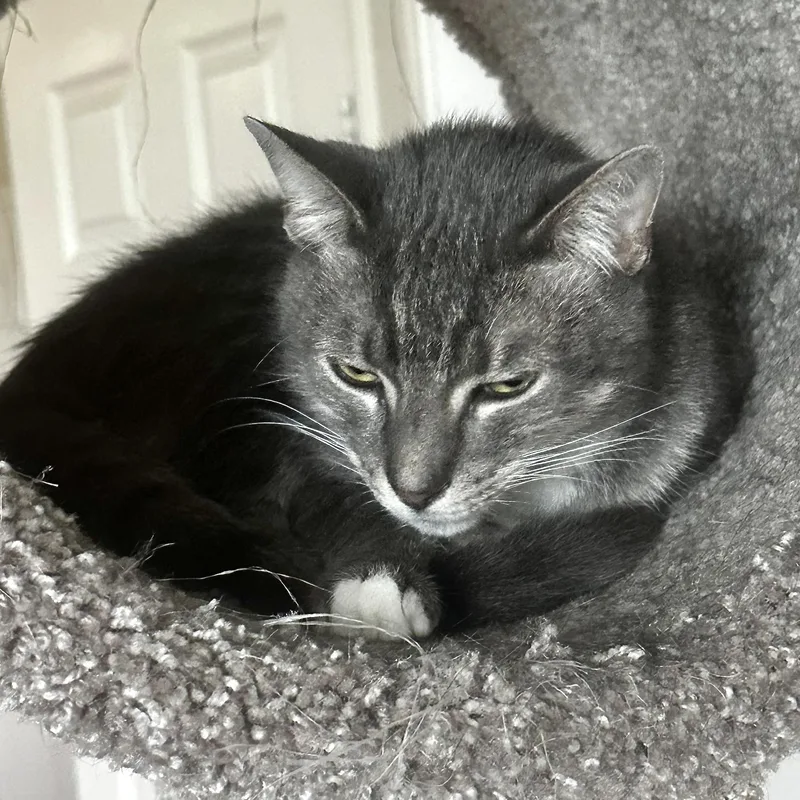 An adult medium-sized male Tabby (Gray / Blue / Silver) Domestic Medium Hair cat named Phinn AKA Phinneas for adoption in Liverpool, TX