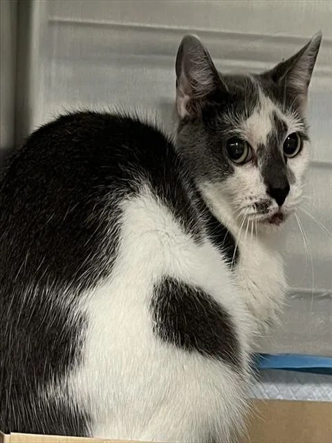 An adult large-sized female Gray / Blue / Silver Domestic Short Hair cat named Sora for adoption in Tavares, FL