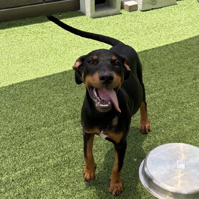 A baby medium-sized female Brown / Chocolate Doberman Pinscher dog named Ghana for adoption in LOXAHATCHEE, FL