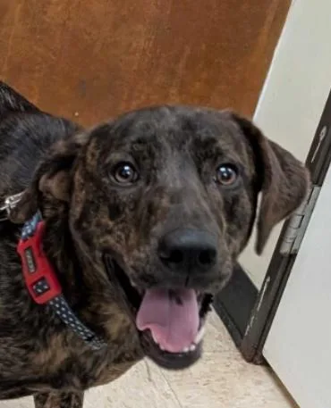 A young large-sized male German Shorthaired Pointer dog named Oscar for adoption in Burlington, WA