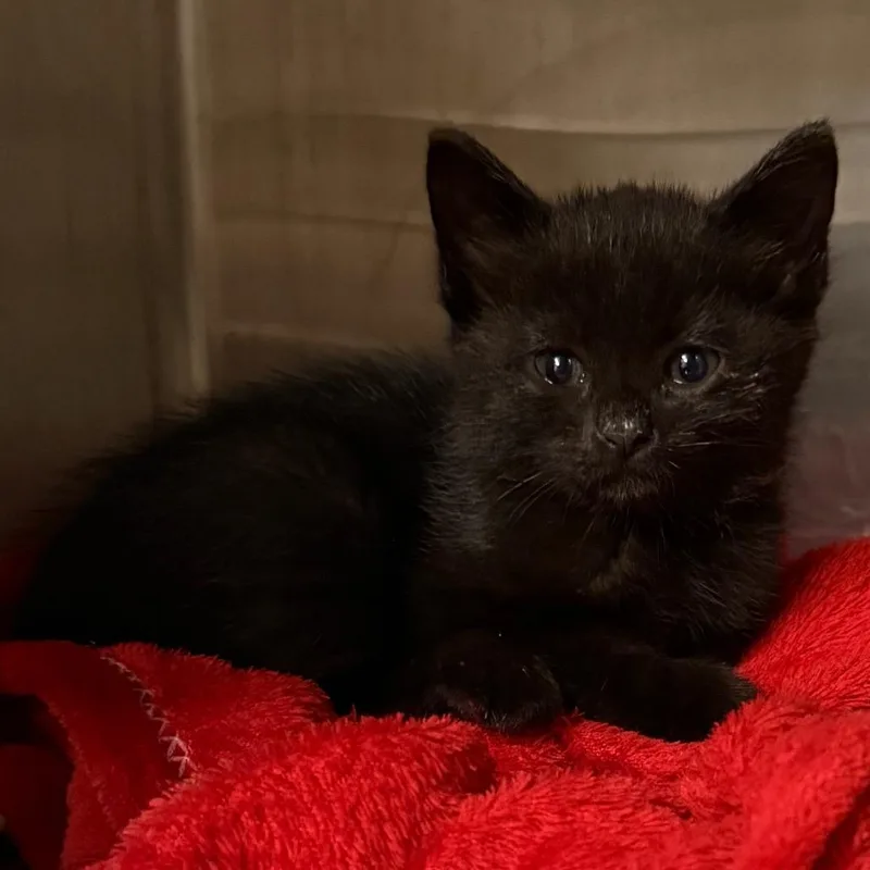 A baby small-sized male Black Domestic Short Hair cat named Odysseus for adoption in Council Bluffs, IA