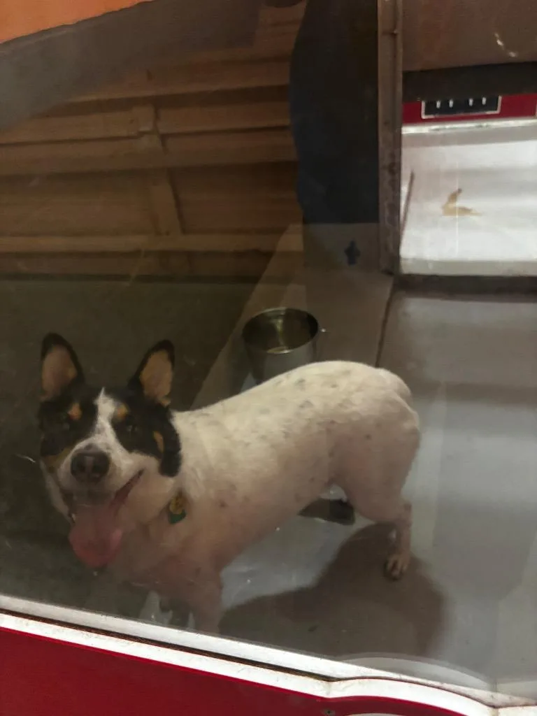 An adult medium-sized male Cattle Dog dog named Baci for adoption in Rockport, TX