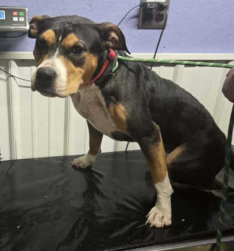 An adult medium-sized female Tricolor (Brown, Black, & White) Coonhound dog named Sheila for adoption in Waverly, OH