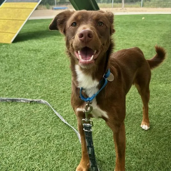 Scarlet Macaw thumbnail 2