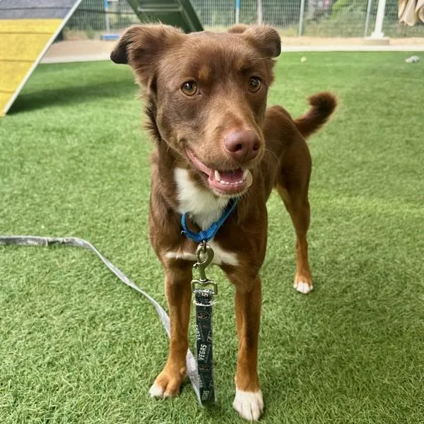 Scarlet Macaw thumbnail 3