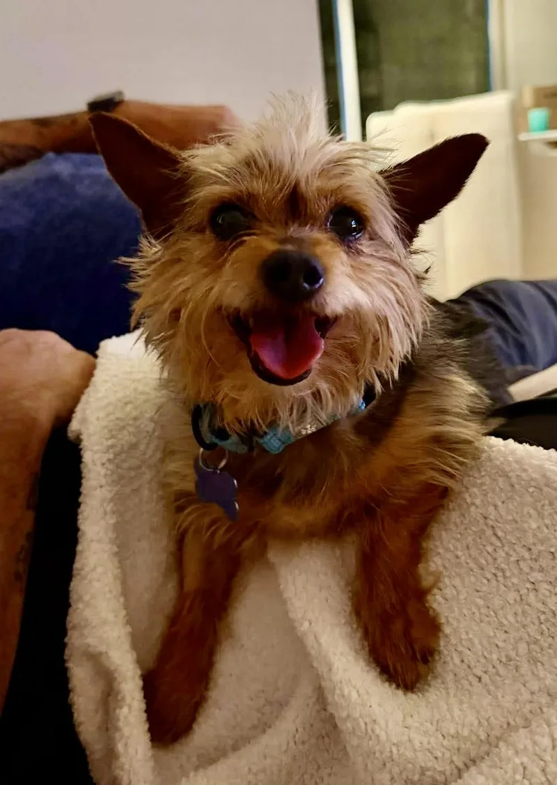 Snickers thumbnail 2