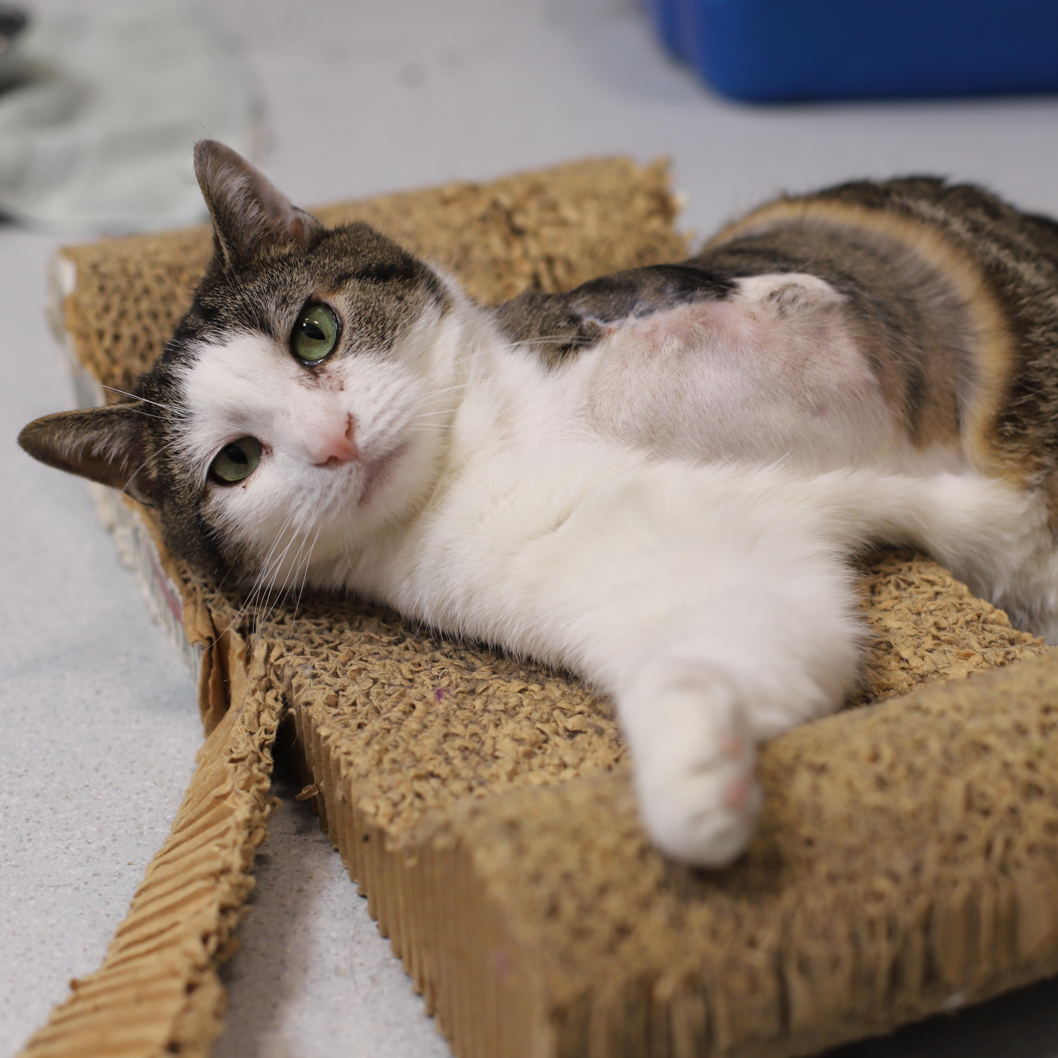 Peter Piper thumbnail 2