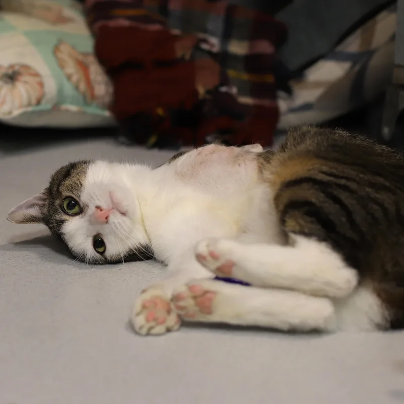 Peter Piper thumbnail 3