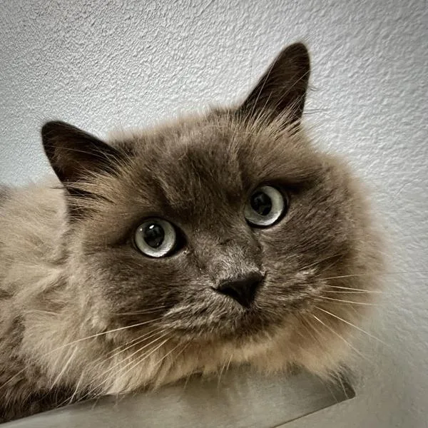 An adult large-sized female Ragdoll cat named Scratchy for adoption in Sioux City, IA