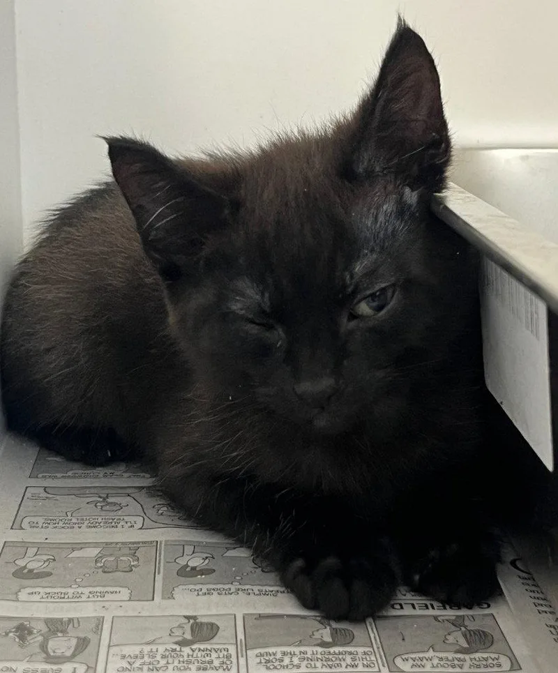 A baby small-sized male Black Domestic Short Hair cat named 26-183 for adoption in Tarboro, NC