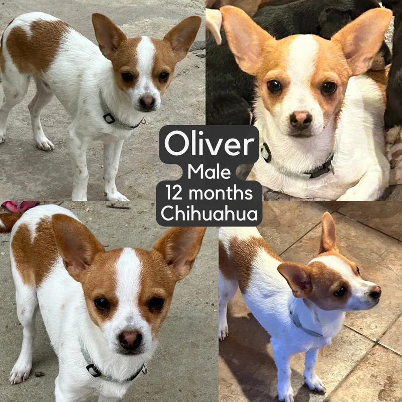 Oliver