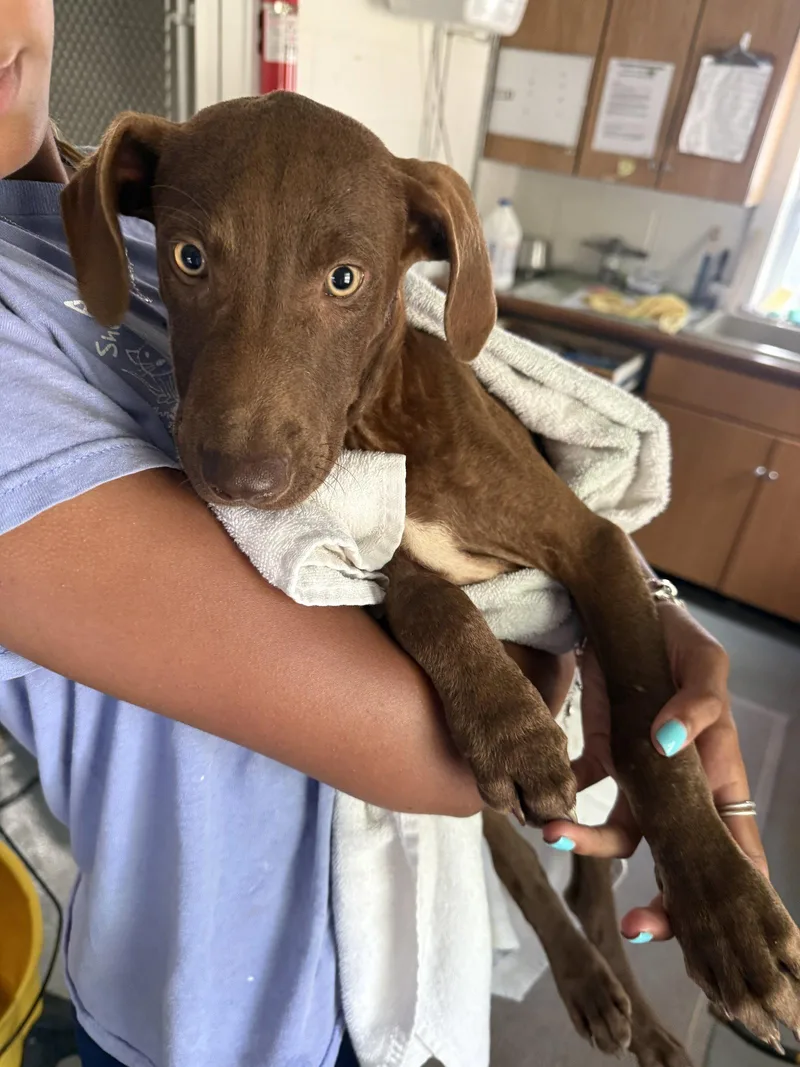 A young medium-sized male Labrador Retriever dog named Chase months AVA for adoption in Sterling, MA