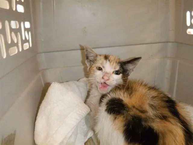A baby small-sized female Domestic Short Hair cat named Reba for adoption in San Jose, CA