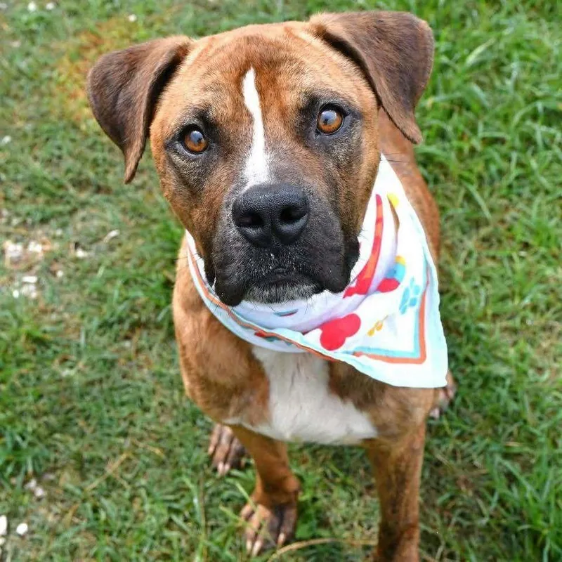 An adult medium-sized male Brindle Boxer dog named Max  A 💜 for adoption in Silsbee, TX
