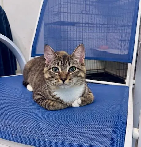A young medium-sized female Domestic Short Hair cat named Frostbite for adoption in Rocky Ridge, MD
