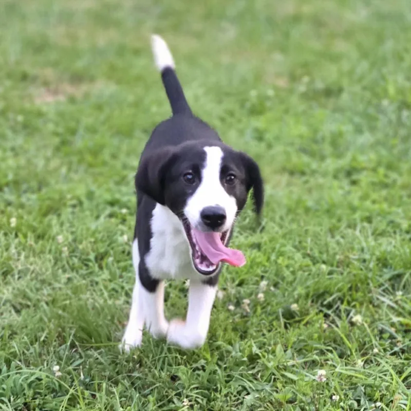 A baby medium-sized female Black Pointer dog named Bingo for adoption in Cincinnati, OH