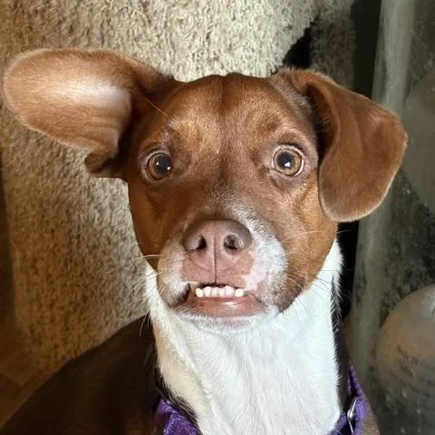 An adult medium-sized female Doberman Pinscher dog named Frankie for adoption in Monticello, MN