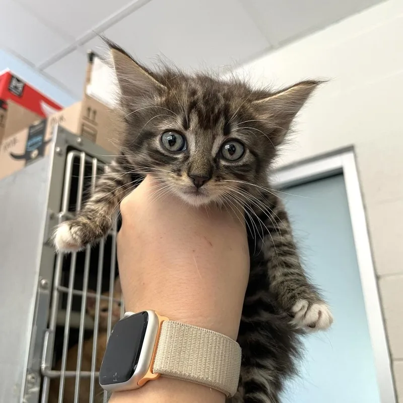 A baby small-sized female Gray / Blue / Silver Domestic Short Hair cat named Mandible for adoption in Carencro, LA