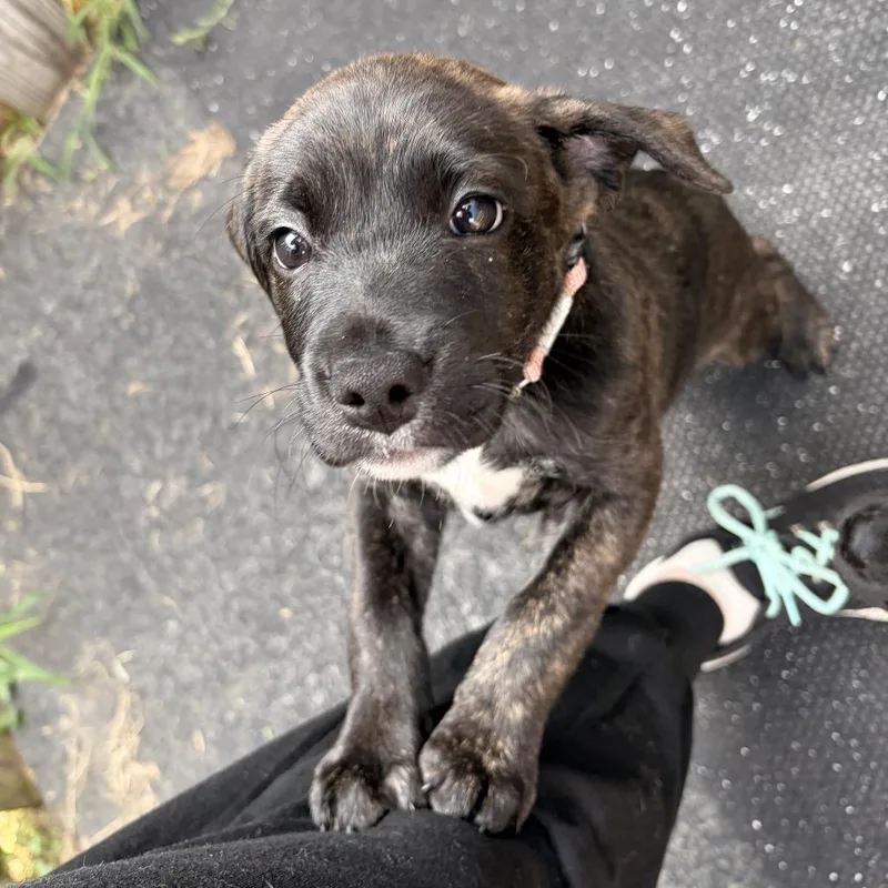A baby small-sized female Brindle Mixed Breed dog named Mya for adoption in Marshall, VA