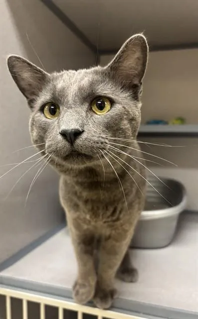 An adult small-sized male Domestic Short Hair cat named Eren for adoption in Aliquippa, PA