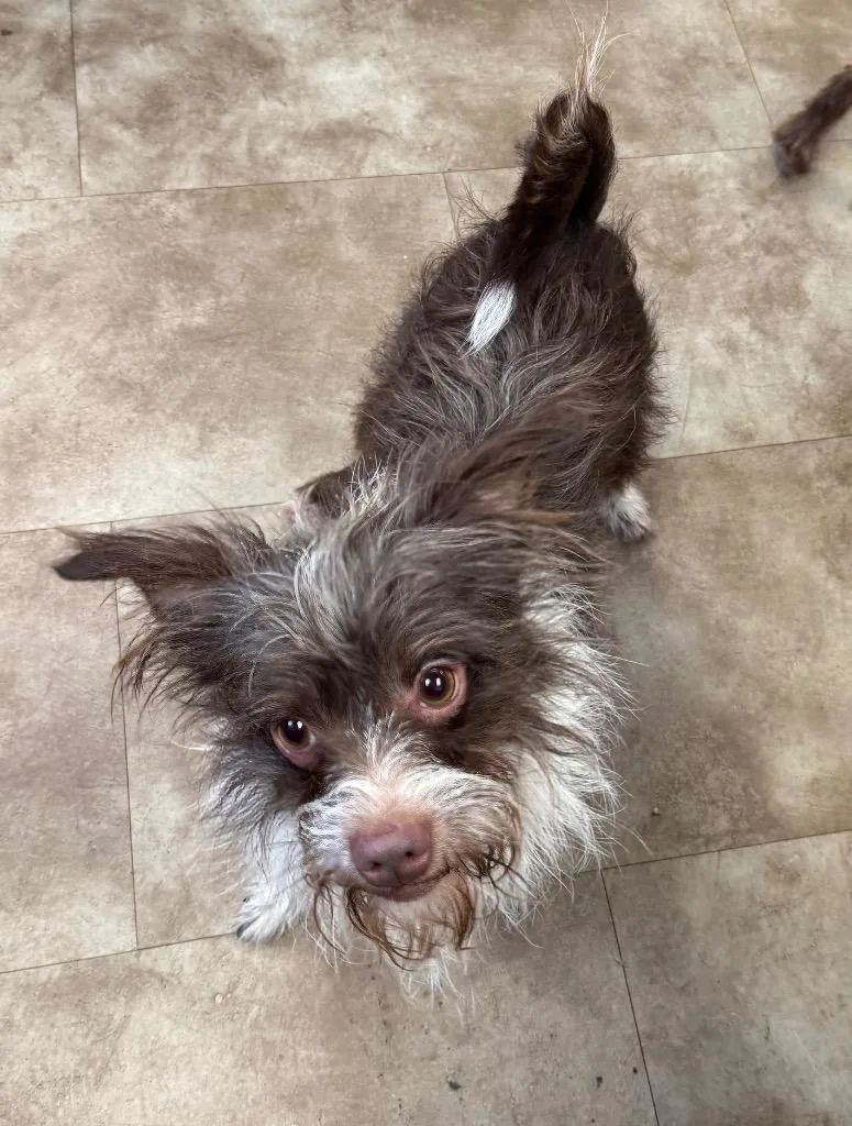 A young small-sized male Terrier dog named Curly for adoption in Springfield, OH