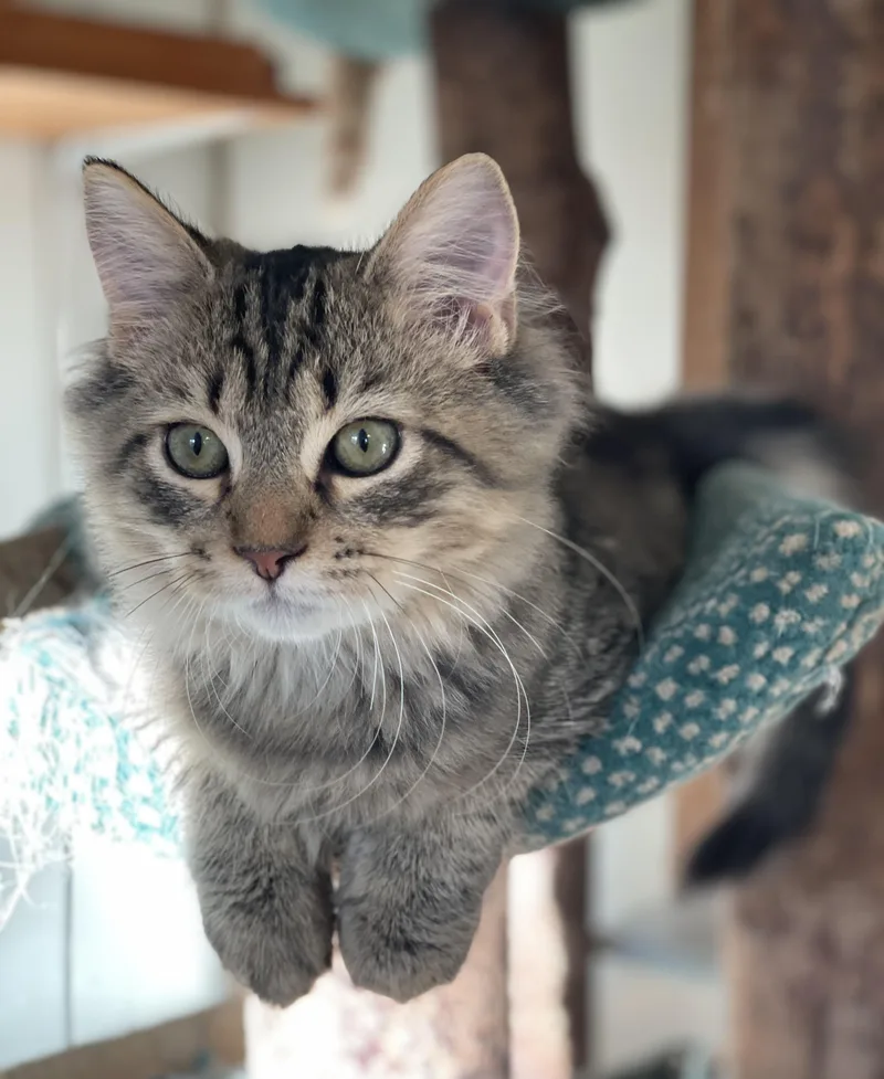 A baby medium-sized male Tabby (Brown / Chocolate) Domestic Medium Hair cat named Ian for adoption in Lacon, IL