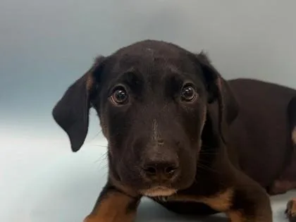 A baby large-sized male German Shepherd Dog dog named Greg for adoption in Woodbury, MN