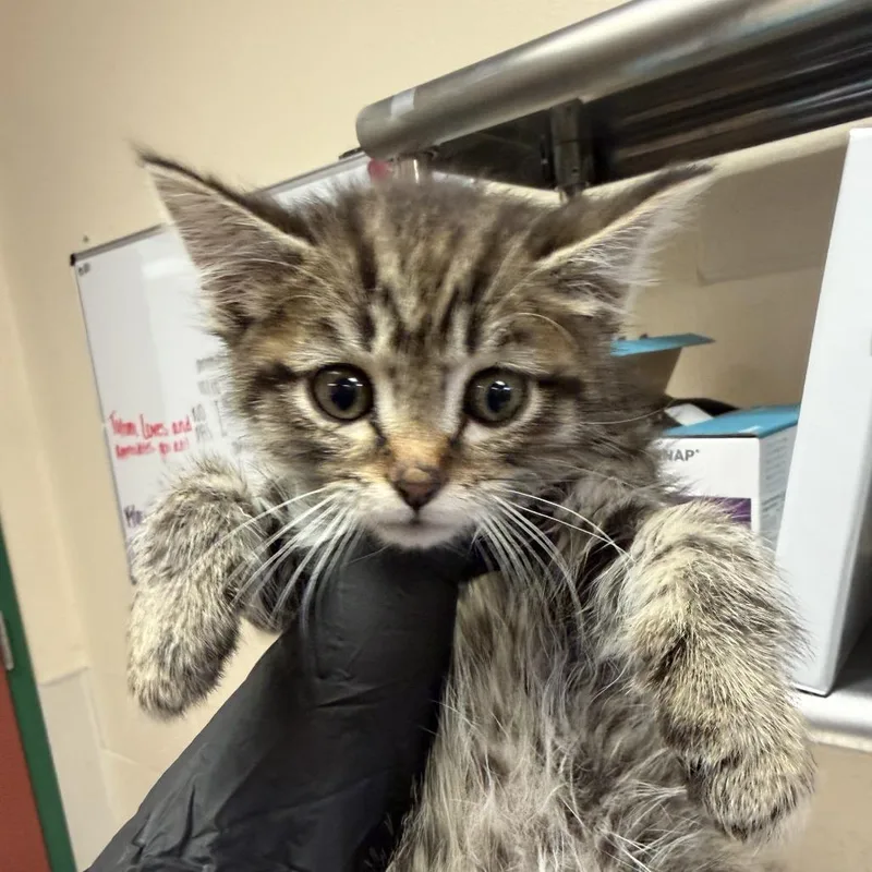 A baby small-sized male Domestic Long Hair cat named Aden for adoption in Reno, NV