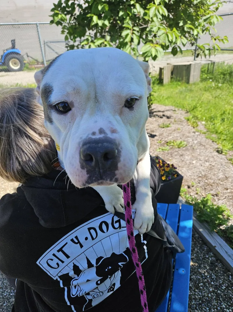 A young medium-sized female White / Cream Pit Bull Terrier dog named Sheba for adoption in Cleveland, OH