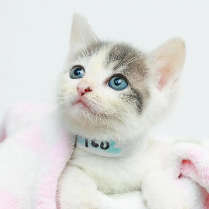 A baby small-sized male Gray / Blue / Silver Domestic Short Hair cat named F for adoption in Hattiesburg, MS