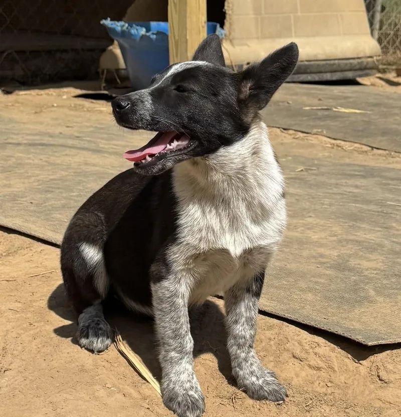 A baby medium-sized female Tricolor (Brown, Black, & White) Catahoula Leopard Dog dog named Dottie  Holly’s Litter for adoption in Horn Lake, MS