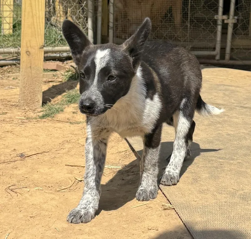 Dottie  Holly’s Litter thumbnail 2