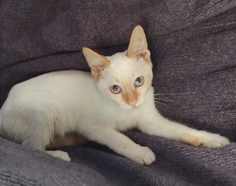 A baby medium-sized female Domestic Short Hair cat named Saffron the Flame Point for adoption in Oviedo, FL