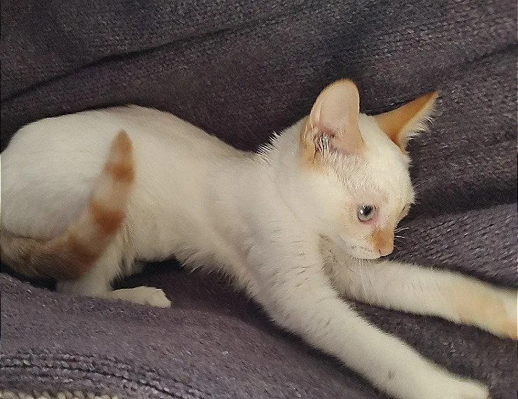 Saffron the Flame Point thumbnail 2