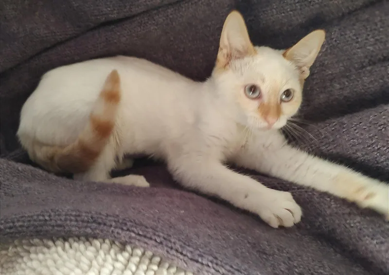 Saffron the Flame Point thumbnail 3
