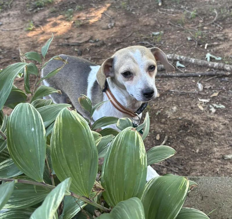 A young small-sized male Beagle dog named Binky for adoption in East Point, GA