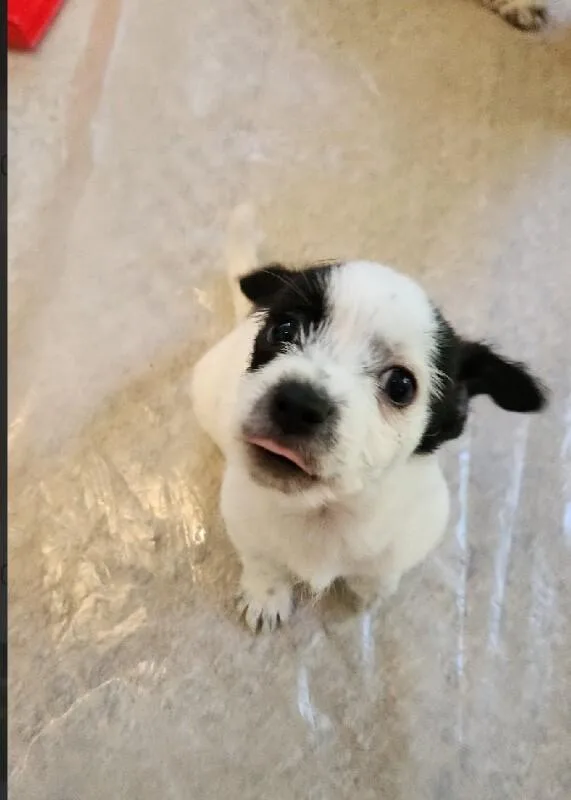 Zucchini thumbnail 2