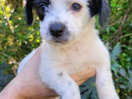 Zucchini thumbnail 3