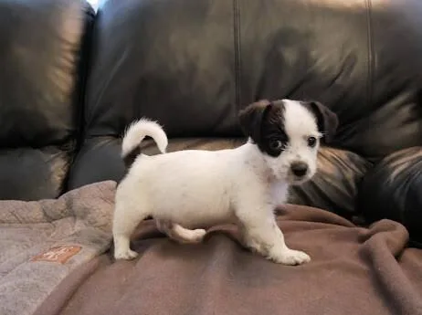 Zucchini thumbnail 4